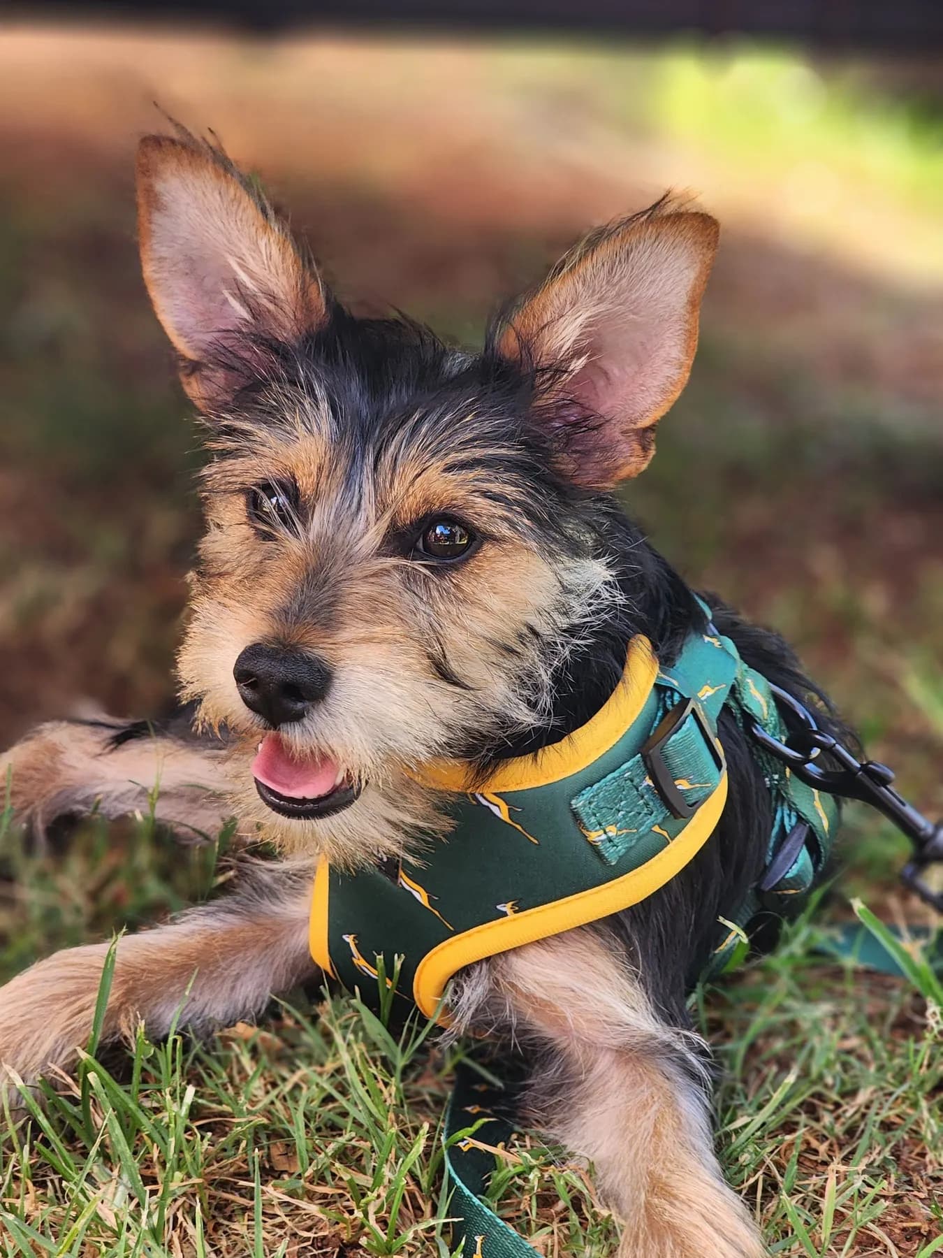 Lahore Dog Harness