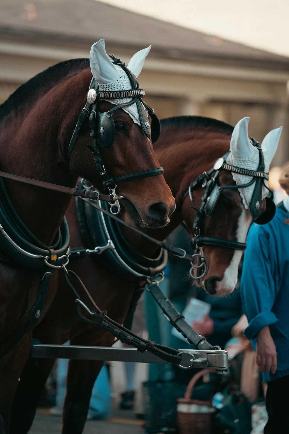 Lahore Horse Halter