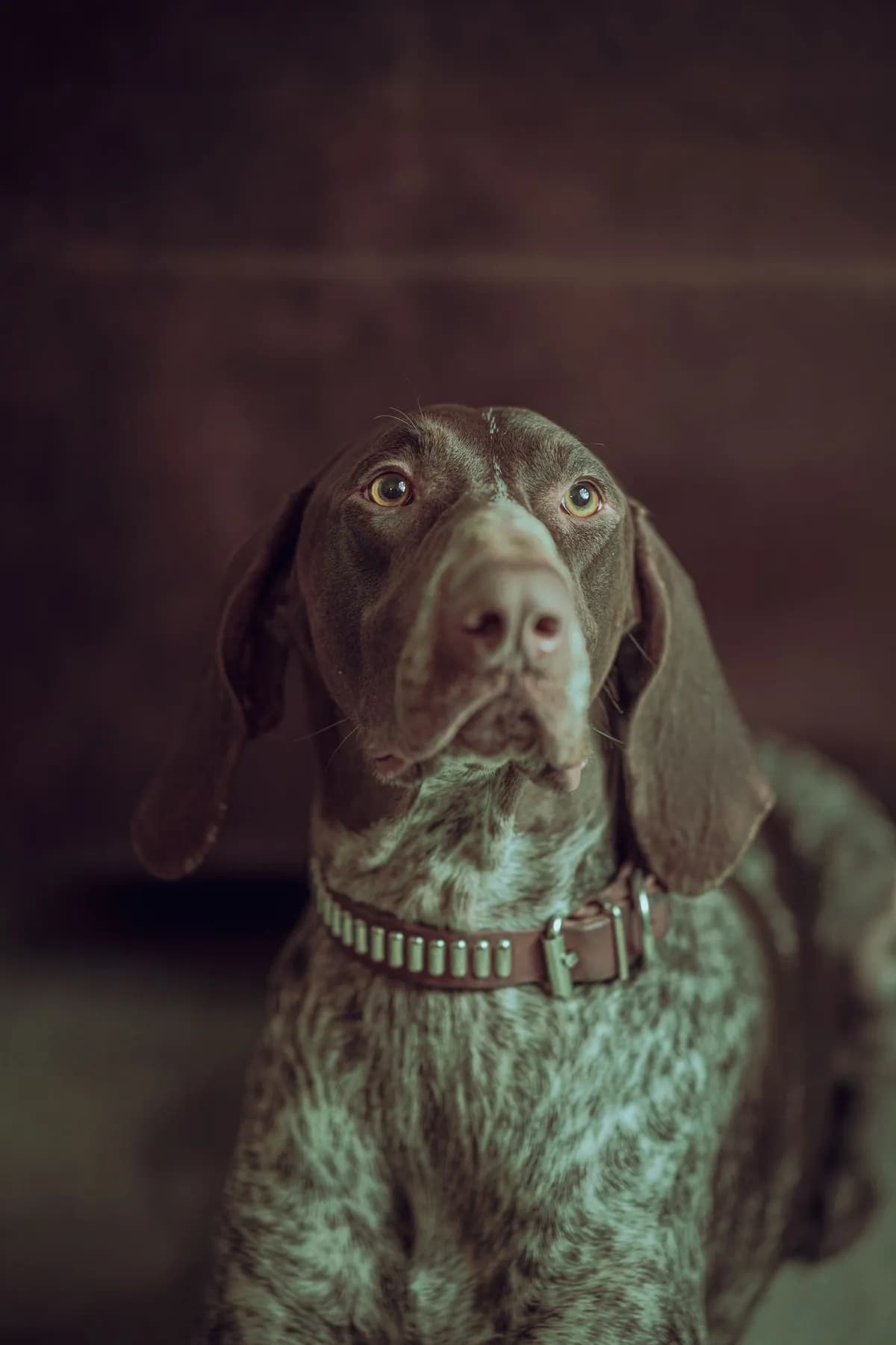 Chitral Pet ID Tag